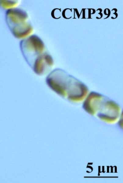 CCMP393 | NCMA at Bigelow Laboratory