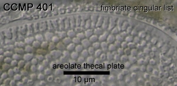CCMP401 | NCMA at Bigelow Laboratory