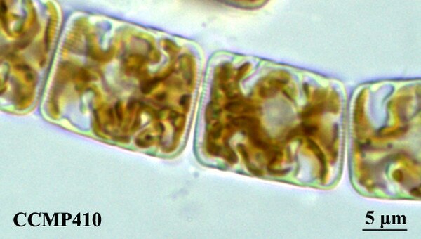 CCMP410 | NCMA at Bigelow Laboratory