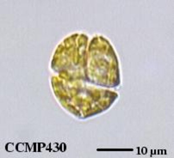 CCMP430 | NCMA at Bigelow Laboratory