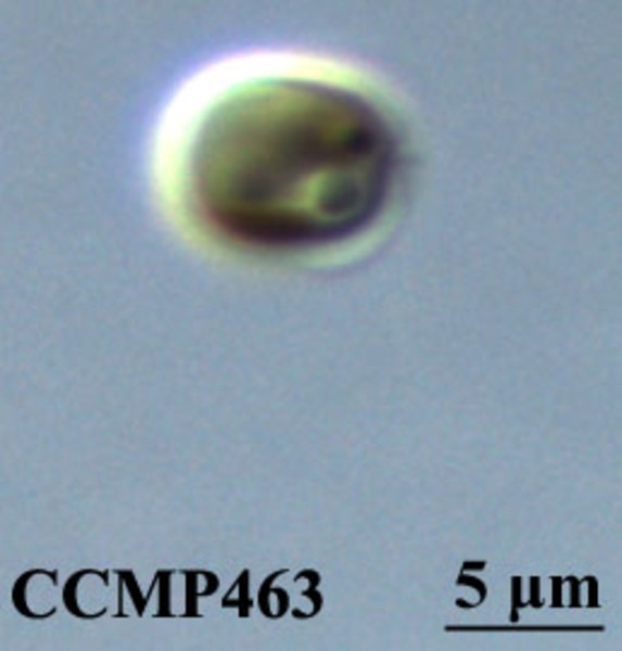 CCMP1316 | NCMA at Bigelow Laboratory