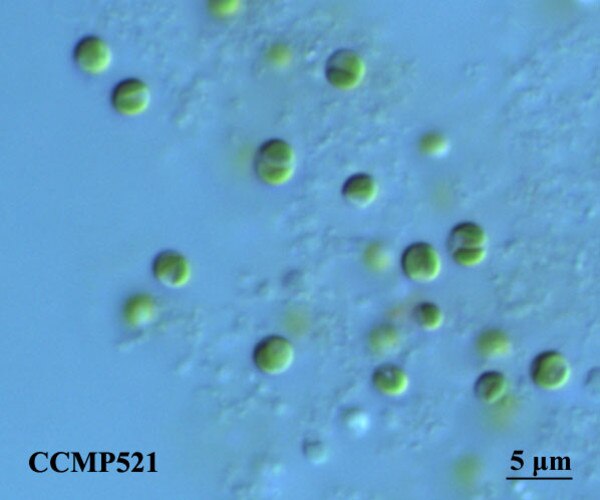 Stapes morphology (based on Hydropotes inermis NMB 9892). (A