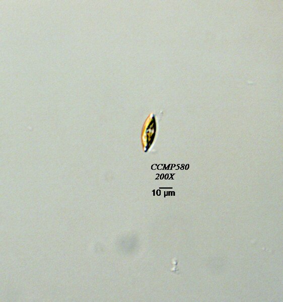 CCMP580 | NCMA at Bigelow Laboratory