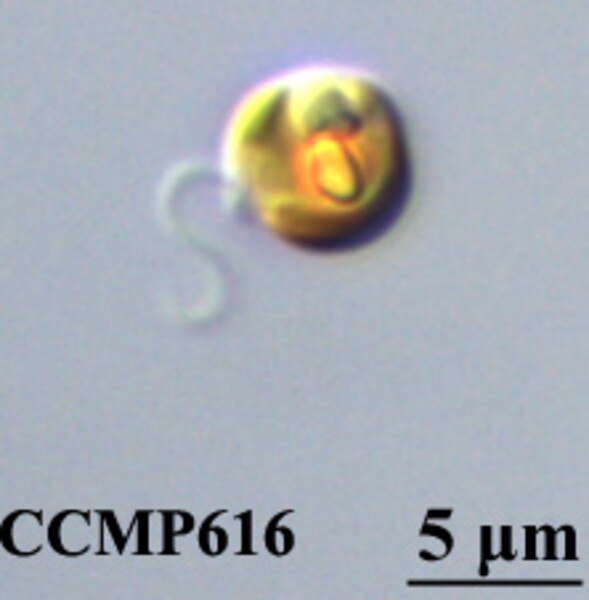 CCMP616 | NCMA at Bigelow Laboratory