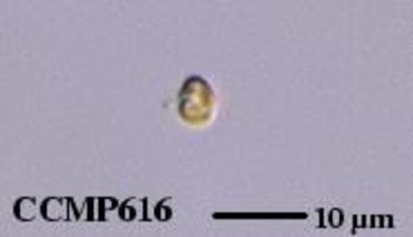 CCMP616 | NCMA at Bigelow Laboratory