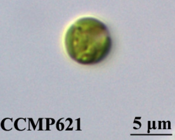CCMP621 | NCMA at Bigelow Laboratory