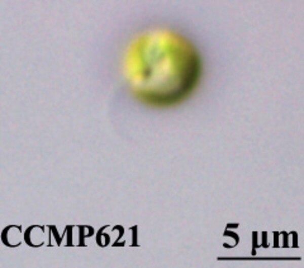 CCMP621 | NCMA at Bigelow Laboratory