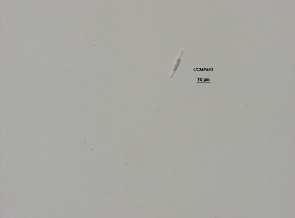 CCMP525 | NCMA at Bigelow Laboratory