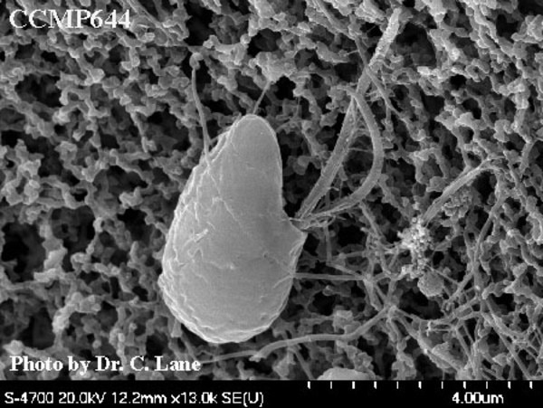 CCMP644 | NCMA at Bigelow Laboratory