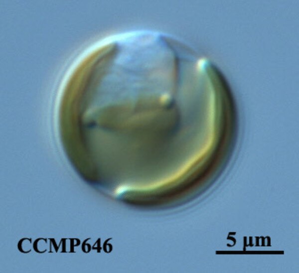 CCMP646 | NCMA at Bigelow Laboratory
