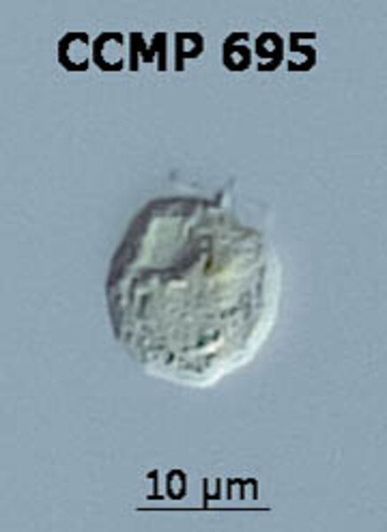 CCMP695 | NCMA at Bigelow Laboratory