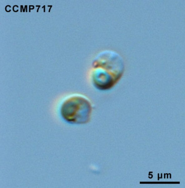 Stapes morphology (based on Hydropotes inermis NMB 9892). (A