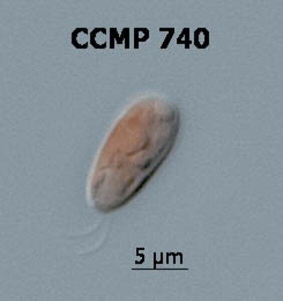 CCMP3462 | NCMA at Bigelow Laboratory