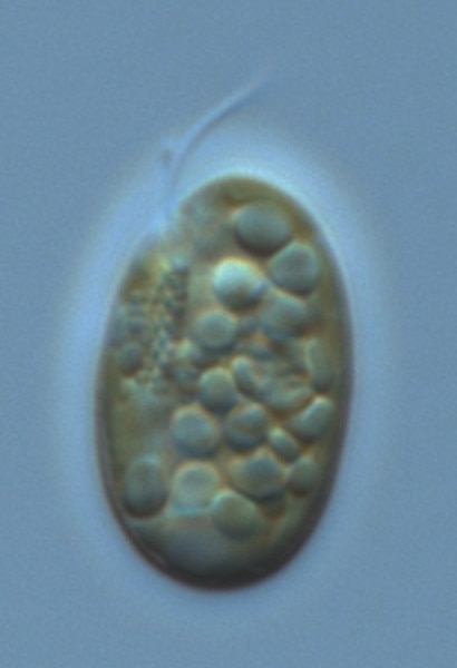 CCMP768 | NCMA at Bigelow Laboratory