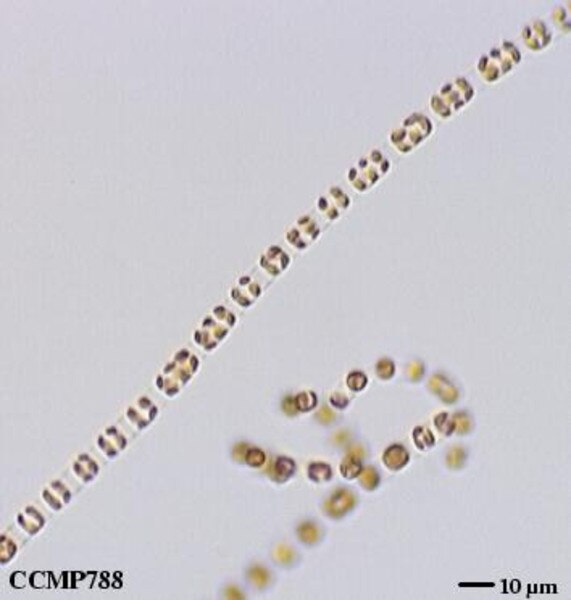 CCMP3496 | NCMA at Bigelow Laboratory
