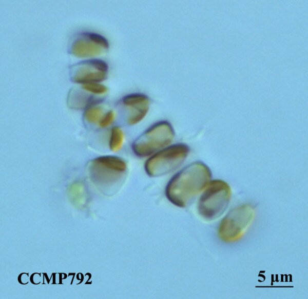 CCMP792 - NCMA at Bigelow Laboratory