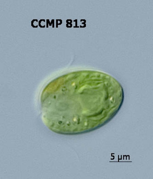 CCMP813 | NCMA at Bigelow Laboratory