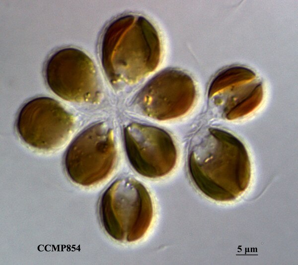 CCMP854 | NCMA at Bigelow Laboratory