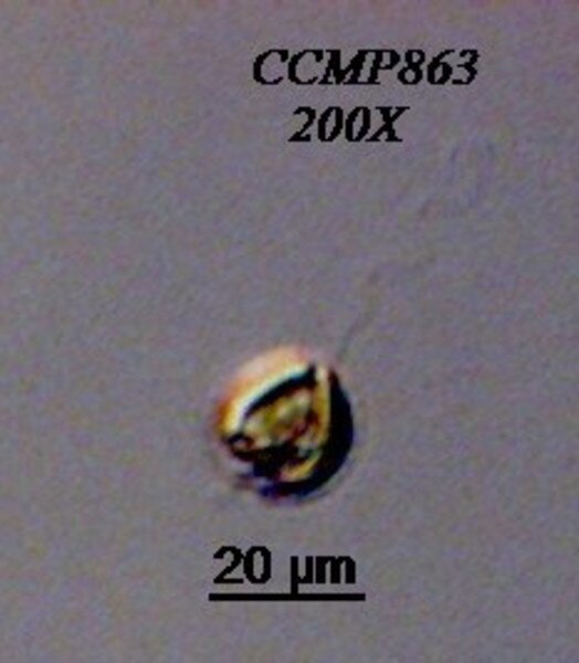 CCMP863 | NCMA at Bigelow Laboratory