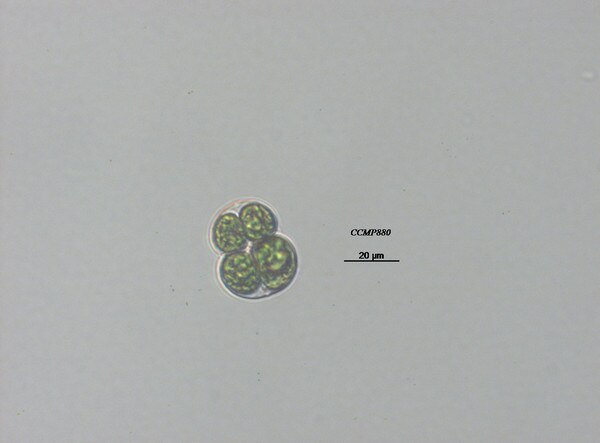 CCMP3368 | NCMA at Bigelow Laboratory