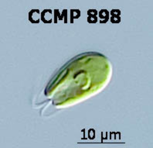 CCMP529 | NCMA at Bigelow Laboratory