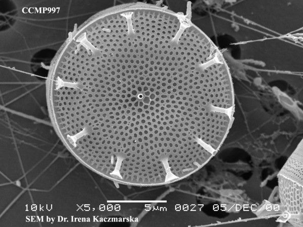CCMP1324 | NCMA at Bigelow Laboratory