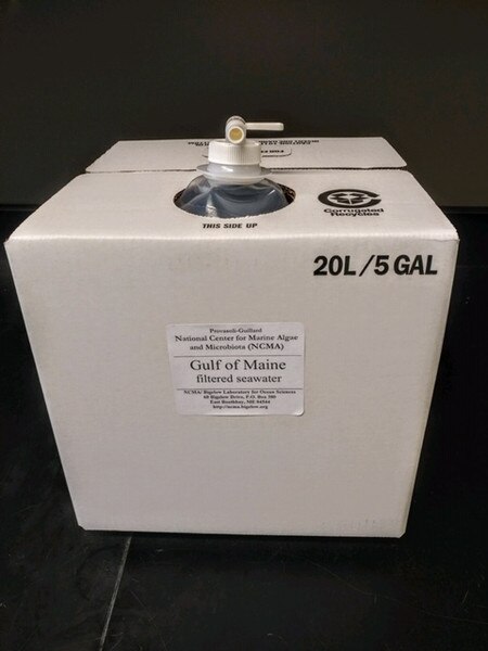 CCMP1316 | NCMA at Bigelow Laboratory