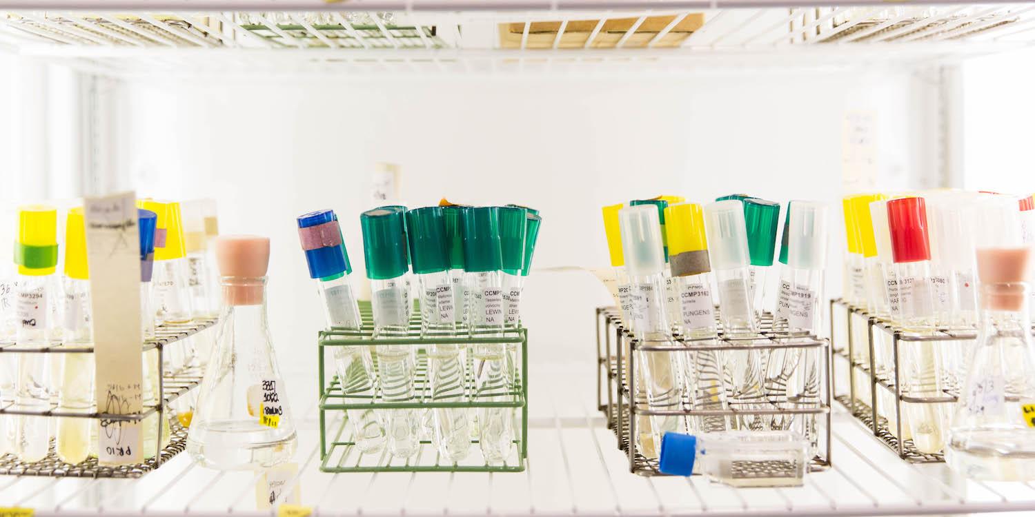 NCMA at Bigelow Laboratory